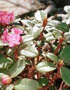 RHODODENDRON ESSENTIAL OIL